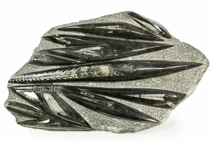 Polished Fossil Orthoceras (Cephalopod) Plate - Morocco #372663